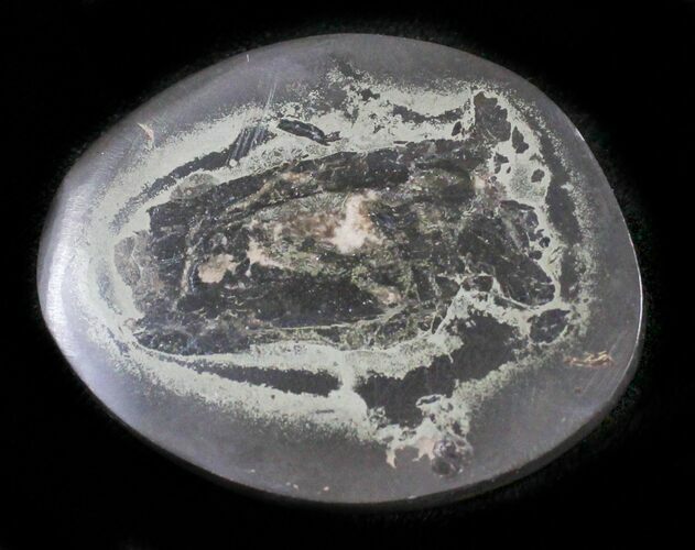 Polished Fish Coprolite (Fossil Poo) - Scotland #24555